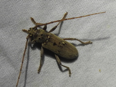 Eburia mutica