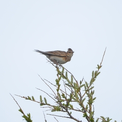 Alauda arvensis pekinensis