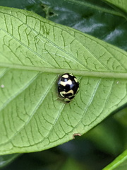 Heterocaria barronensis