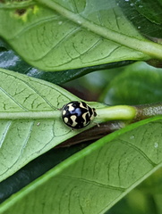 Heterocaria barronensis