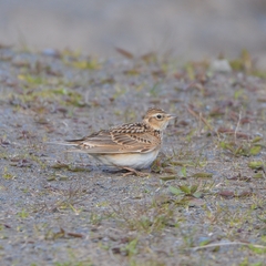 Alauda arvensis pekinensis