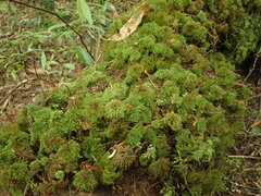 Mniodendron comatum