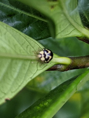 Heterocaria barronensis