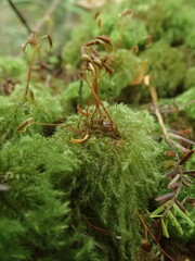 Mniodendron comatum