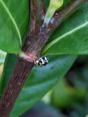 Heterocaria barronensis