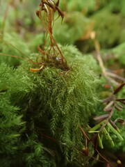 Mniodendron comatum
