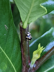 Heterocaria barronensis