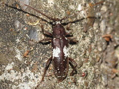 Enaphalodes taeniatus