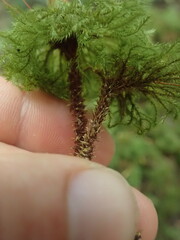 Mniodendron comatum