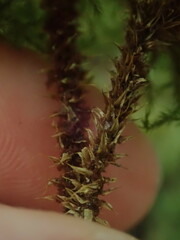 Mniodendron comatum