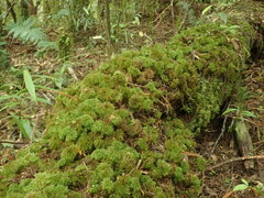 Mniodendron comatum