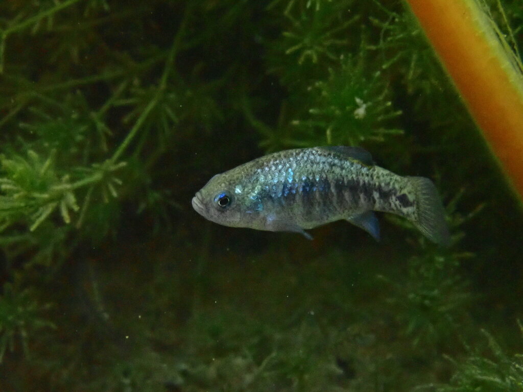 Quitobaquito pupfish (Cyprinodon eremus) — Cyprinodontidae