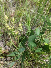 Baptisia cinerea