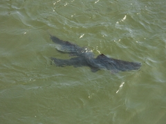 Steindachneridion melanodermatum