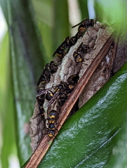 Ropalidia socialistica