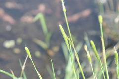 Alopecurus carolinianus