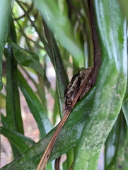 Ropalidia socialistica