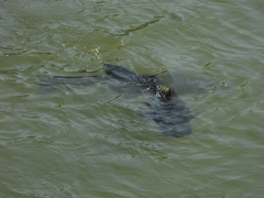 Steindachneridion melanodermatum