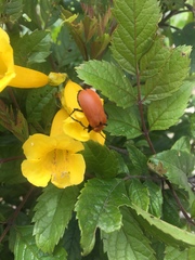 Tetraonyx frontalis