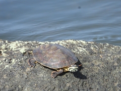 Phrynops williamsi