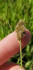 Carex athrostachya