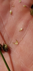 Carex athrostachya