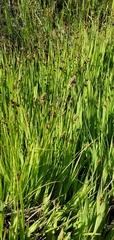 Carex athrostachya