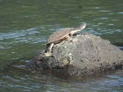 Phrynops williamsi