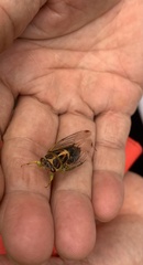 Vagitanus terminalis