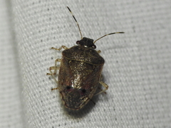 Mormidea cubrosa