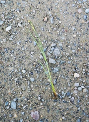 Juncus castaneus