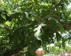 Quercus macrocarpa