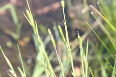 Alopecurus carolinianus