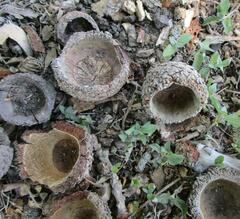 Quercus macrocarpa