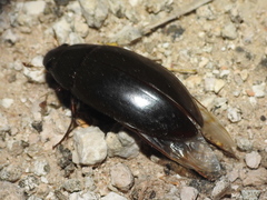 Hydrophilus insularis