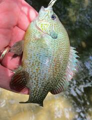 Lepomis aquilensis