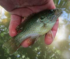 Lepomis cyanellus