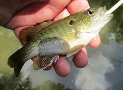 Lepomis cyanellus