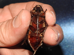 Hydrophilus insularis