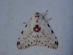 Lymantria brunneiplaga