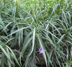 Ruellia simplex
