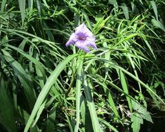 Ruellia simplex