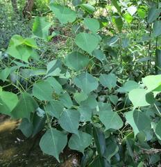 Triadica sebifera