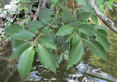 Ligustrum lucidum