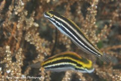 Petroscirtes fallax
