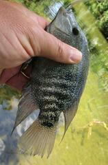 Herichthys cyanoguttatus