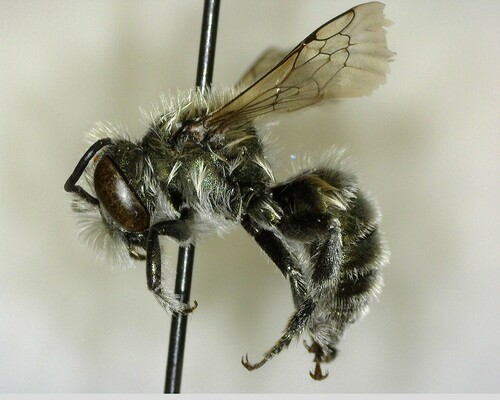 iNaturalist observation photo of Mason Bees