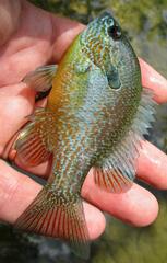Lepomis aquilensis