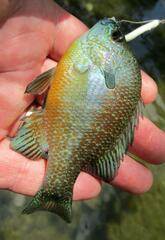 Lepomis aquilensis