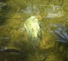 Herichthys cyanoguttatus